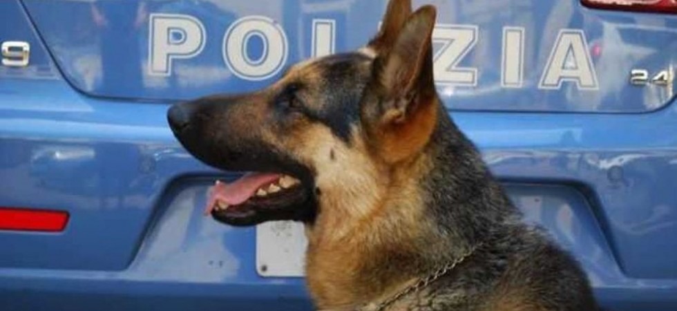 Lotta allo spaccio, avviato l'iter per la creazione dell'unità cinofila della polizia locale di Trento