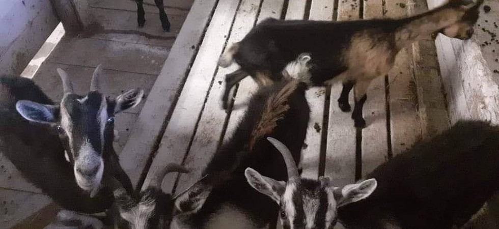Dalla stalla spariscono tre capre, il pastore ritrova solo le teste mozzate: sono state macellate sul posto