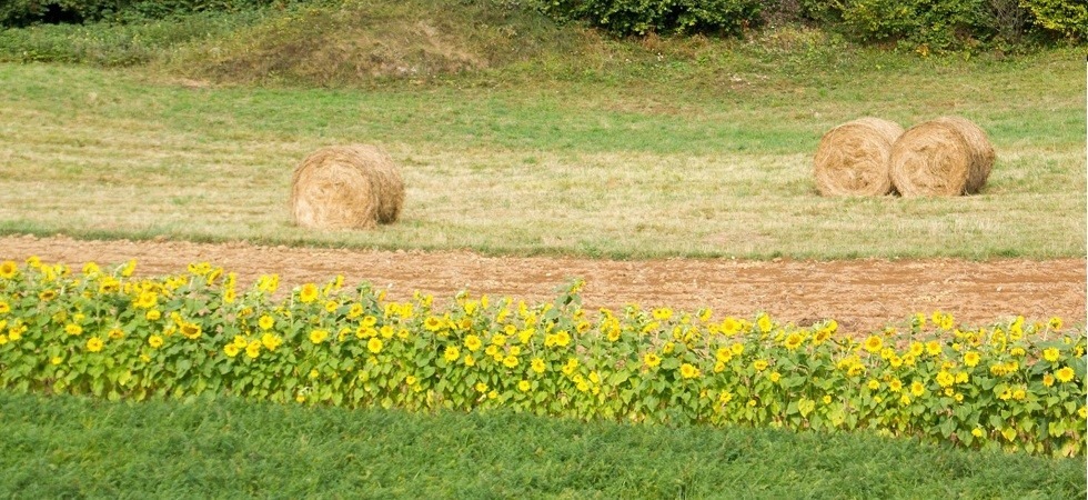 Muri a secco e coltivazioni biologiche, la val di Gresta entra nel Registro nazionale dei paesaggi rurali per valore