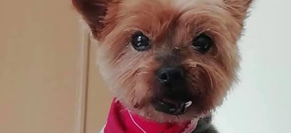 Happy, cagnolino scomparso a Borgo Valsugana