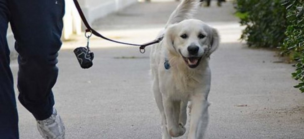 Coronavirus, volontari per portare a spasso i cani delle persone in isolamento per il Covid