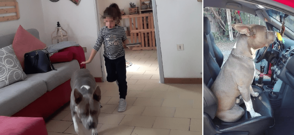 Dopo aver investito (e ucciso) un cane, accelera e semina un passante che prova a fermarlo