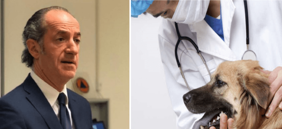 Coronavirus, Zaia recluta anche i veterinari per fare i tamponi