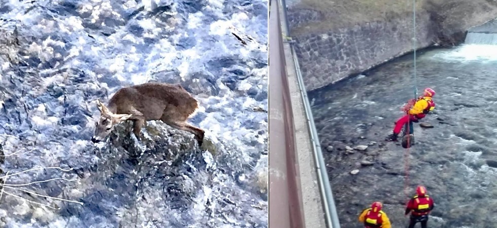 Bloccato in mezzo al torrente e spaventato, i vigili del fuoco salvano un capriolo