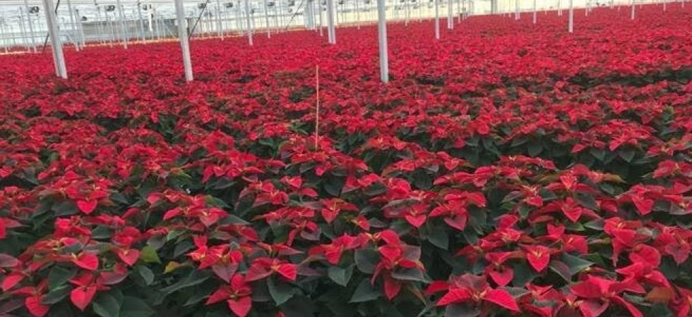 Coronavirus, è allarme per le Stelle di Natale