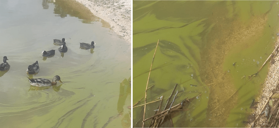 Fioritura di alghe nel lago di Serraia, arriva un piano per la riqualificazione del sito