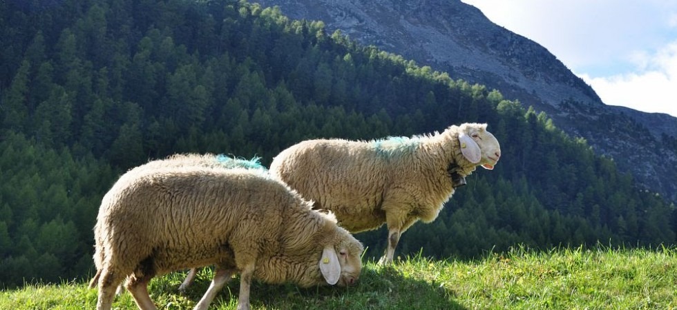 La pecora della Val Senales nominata Presidio Slow Food