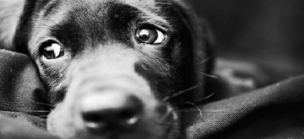Tre cuccioli di cane uccisi a martellate, individuato il responsabile in un 60enne della Val di Non