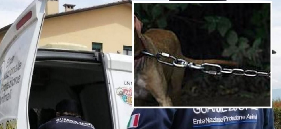 Cani legati alla catena, intervengono le guardie zoofile ma vengono aggredite dai proprietari