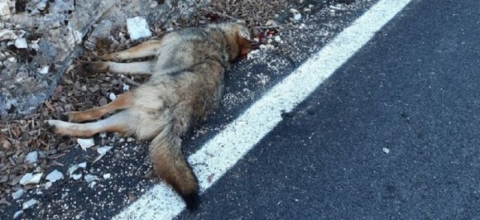 Giovane lupa trovata morta alle porte del Parco Nazionale Dolomiti Bellunesi: disposta l’autopsia sulla carcassa
