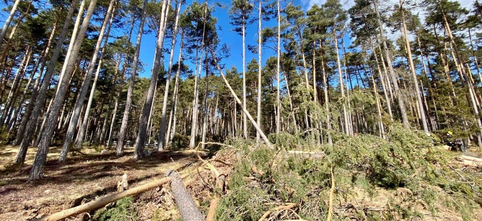 Tragedia nel bosco, un uomo è stato travolto e ucciso da un tronco