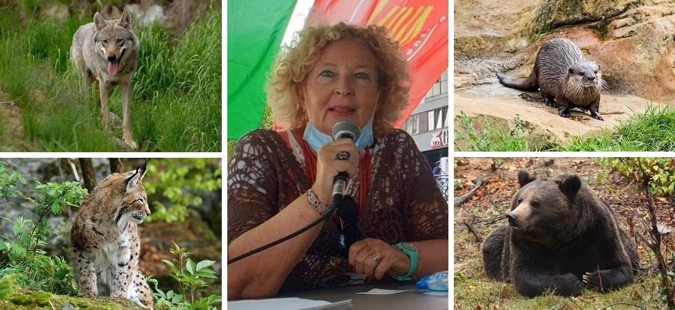 No al ddl che chiedeva maggiori tutele per lupi, orsi e linci
