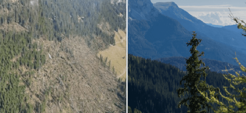 Vaia, ogni monitor e tablet acquistati nel 2021 aiuteranno Hannspree a ricostruire le foreste distrutte in Val di Fiemme