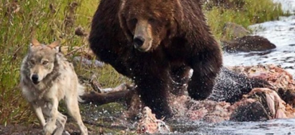 Grandi carnivori, il report di marzo: Pochi danni da orsi''