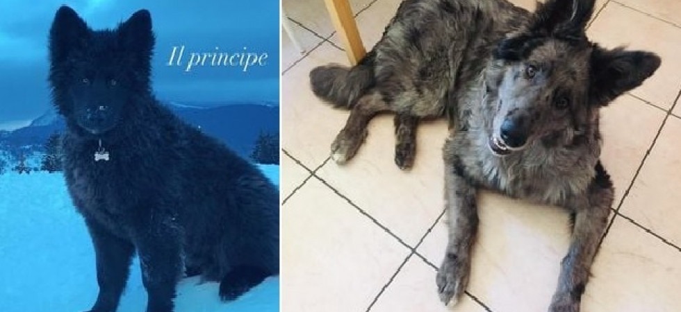 Aiutateci a trovare Baloo e Argo'', i due cani sono scomparsi sabato