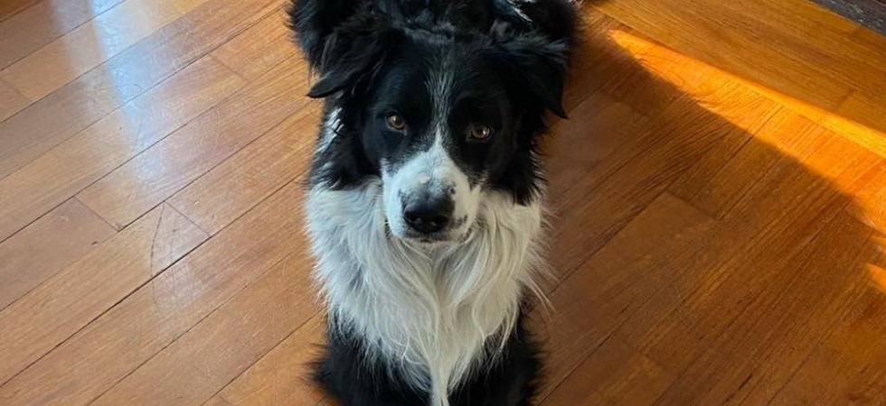Ancora disperso il Border Collie "Kilian", il padrone risale il Livenza in cerca dell'amico a quattro zampe