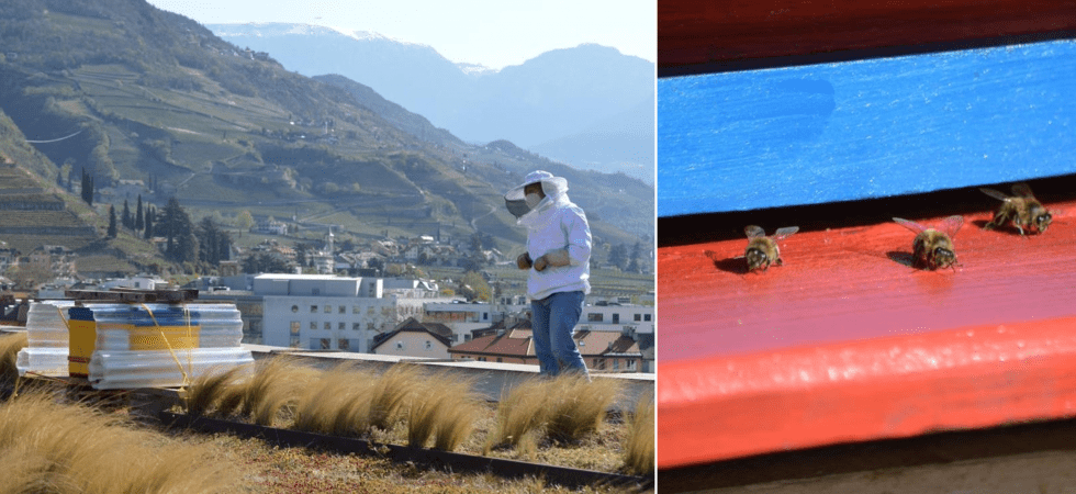 A Bolzano le api ronzano sul tetto del palazzo provinciale: "Abbiamo posizionato due apiari per aiutare la biovidersità"