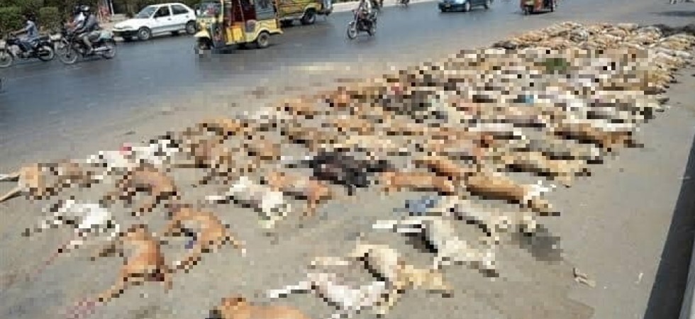 Pakistan, Oipa: E' strage di cani