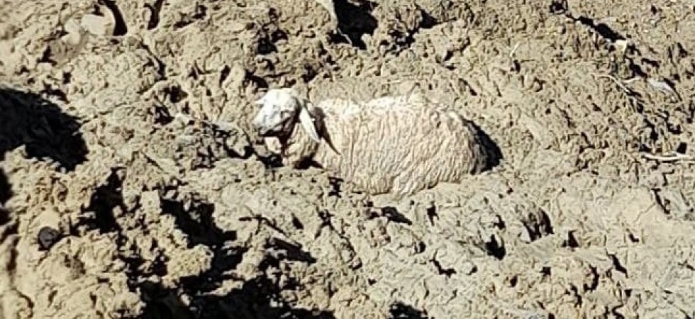 Le pecore precipitano da un pendio e rimangono bloccate nel fango, intervengono i vigili del fuoco