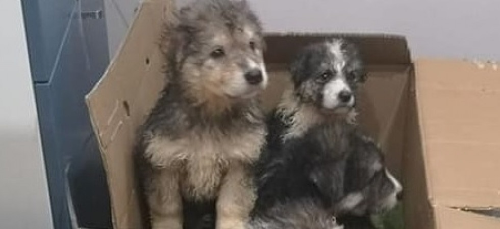 Boom di affetto per i 9 cuccioli abbandonati in campagna: In poche ore adottati da famiglie meravigliose''