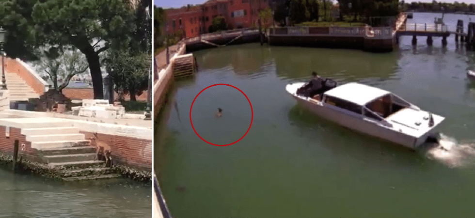 I VIDEO. Incredibile scena a Venezia, un capriolo cade nella laguna e nuota tra le barche
