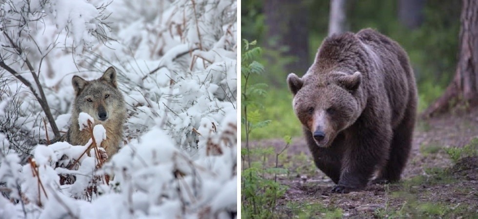 Grandi carnivori, calano i danni in Alto Adige: quelli da lupo giù del 35% e -75% per gli orsi