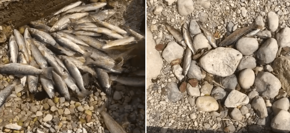 Troppa acqua usata per le irrigazioni e le trote muoiono, l'allarme dei pescatori: "Oltre 80 trovate senza vita"