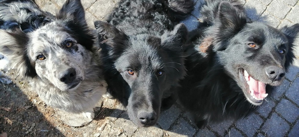 Lampo, Perla e Spike dispersi al rifugio Cava Buscada