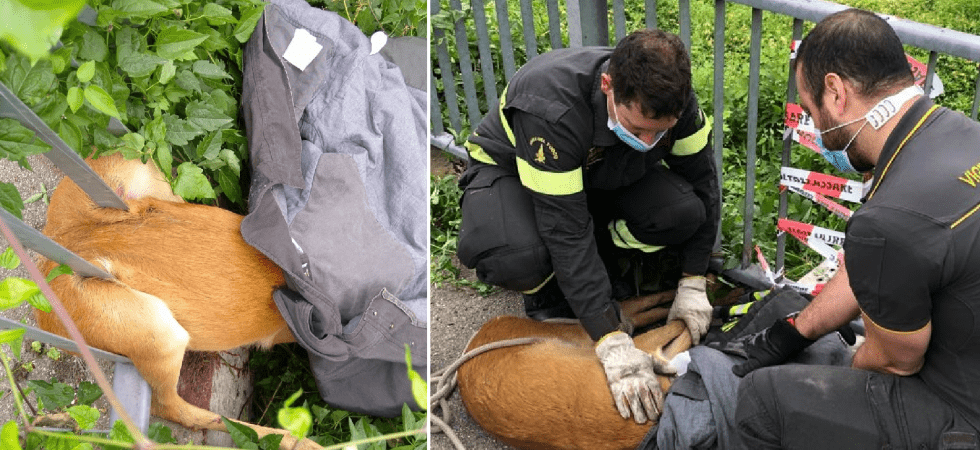 Un giovane capriolo rimane incastrato nella ringhiera con le zampe posteriori