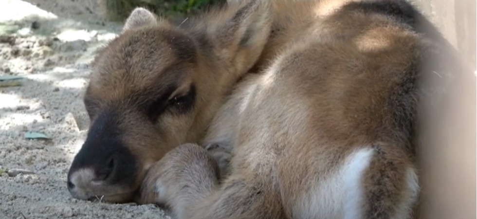 E' nato un piccolo di renna, il bellissimo fiocco azzurro al Parco Natura Viva