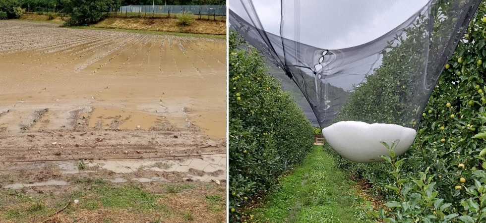 Grandine, allagamenti e raffiche di vento, l'agricoltura trentina in ginocchio