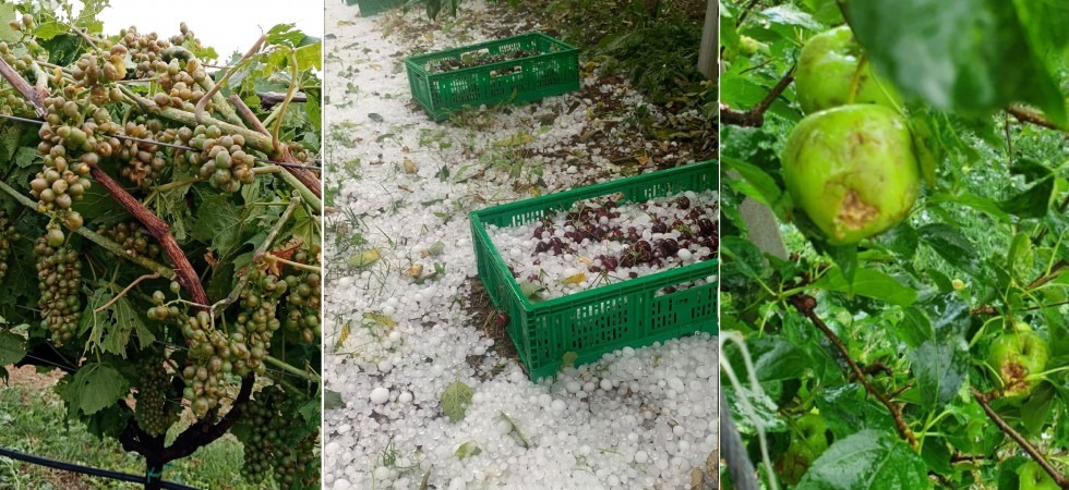 L'agricoltore: Ho un figlio di 11 mesi e una moglie, con le viti mando avanti la mia vita