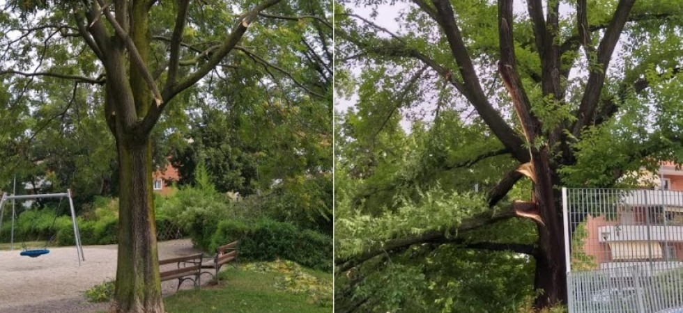 Maltempo, danni importanti a due piante del Giardino Canova