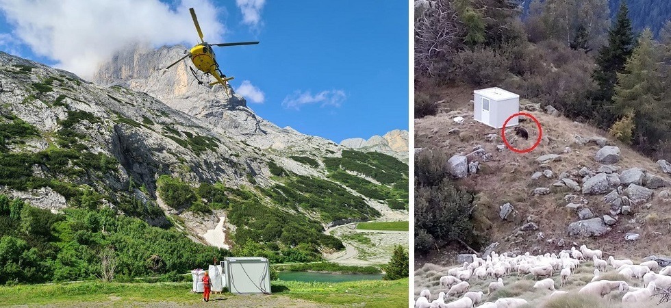 La protesta di malgari e pastori: “Se non ci aiutano con l’orso abbandoniamo i pascoli”