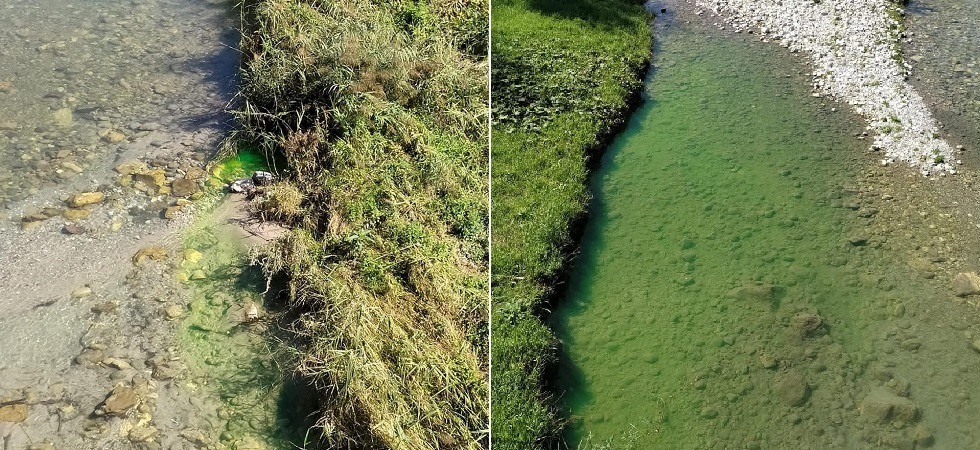 Il Sarca si colora di verde fosforescente ad Arco, la paura dei cittadini sui social ma l'assessore tranquillizza
