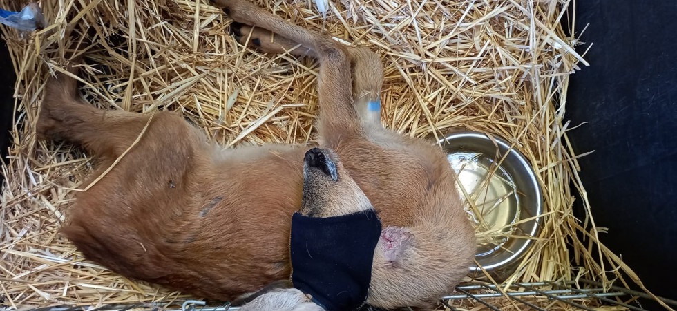 Lui voleva la sua mamma e cercava di raggiungerla ma era diventato il giochino