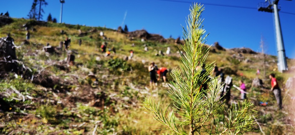 Centinaia di alberi piantati nelle zone più colpite da Vaia: il 4 settembre torna South Tyrol Plants