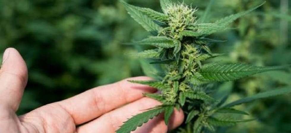 Canapa light & Cbd: quale è la situazione in Europa e in Svizzera?