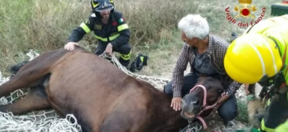 Scivola nella scarpata con il cavallo e l'animale rimane bloccato tra i rovi