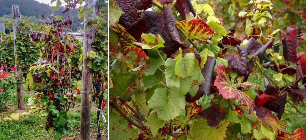 La flavescenza sta uccidendo le viti trentine, Il settore è in pericolo'' l'allarme di Confagricoltura