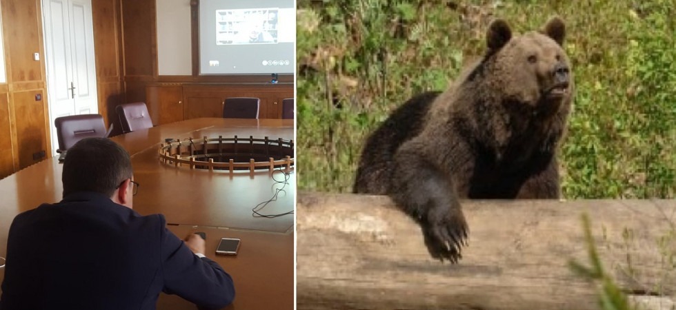 Orsi, il Trentino chiede lo spray dissuasore da dare in dotazione al Corpo forestale