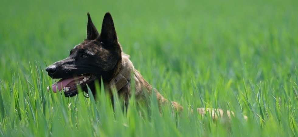 Foto di archivio Cane si allontana e viene preso a fucilate