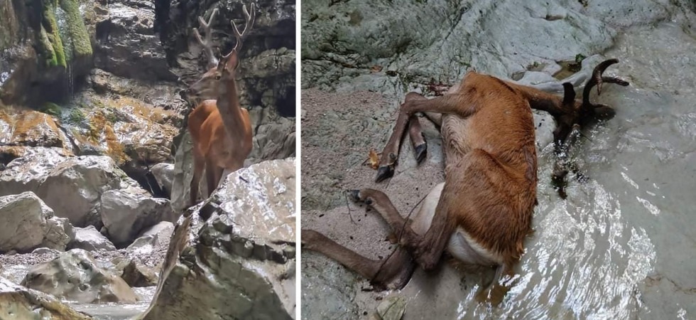 Intrappolato in una forra, impossibile salvare il povero cervo ed è polemica (VIDEO e FOTO)