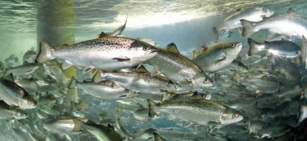 Purificare l'acqua usando la luce, l'innovativa tecnica messa a punto dall'Università di Trento sarà usata in Scozia