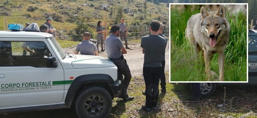 Monte Baldo, i lupi predano due asini a Brentonico: entrati dal recinto sprovvisto di protezioni anti-lupo