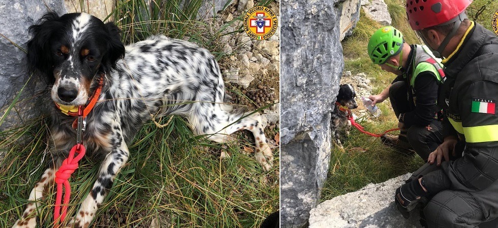 Il setter del cacciatore rimane bloccato dopo aver inseguito un camoscio