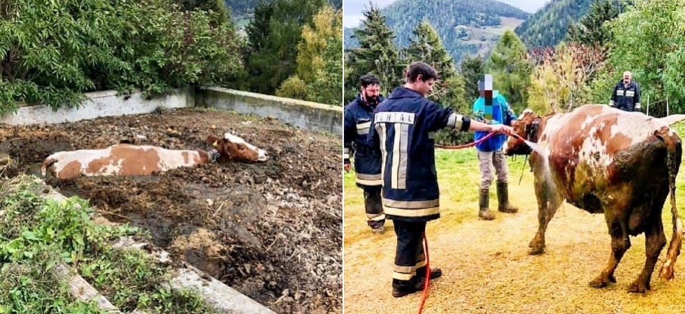 La mucca finisce nella concimaia e non riesce più a uscire: il salvataggio dei vigili del fuoco