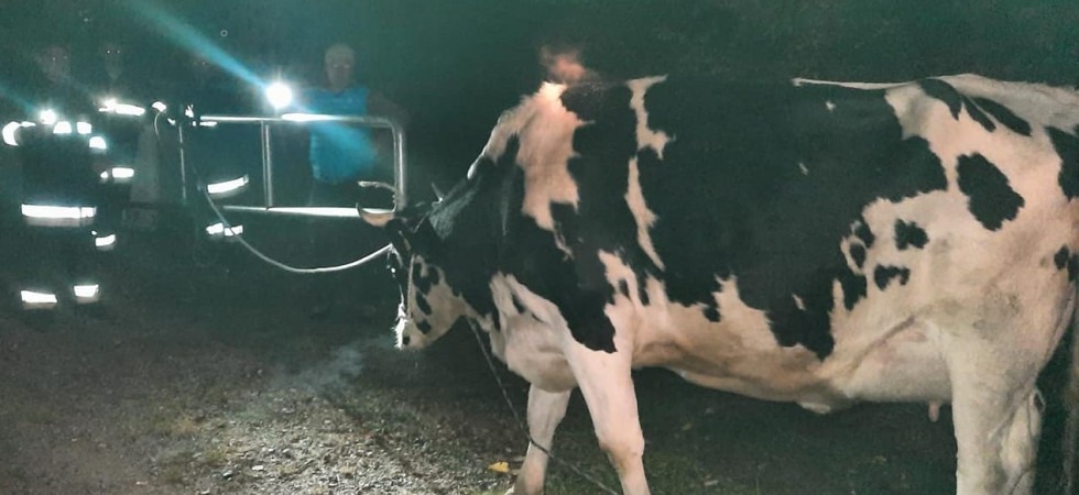 Nella notte di Halloween la mucca tenta la fuga ma lo 'scherzetto' non va a buon fine e i pompieri la recuperano