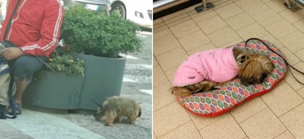 Accattonaggio con animali, Zampa Trentina: “Impotenti davanti all'ennesimo cucciolo sfruttato e alle lungaggini burocratiche”