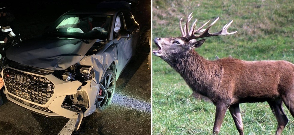 L'auto centra il cervo nella notte: gravissimi i danni riportati dal veicolo